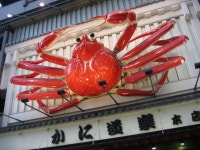 [글을 아는 고양이] : 알라딘