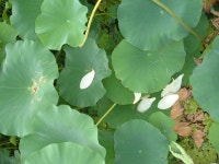 [알라딘서재]연잎이 진 자리.... 연잎이 진 자리....