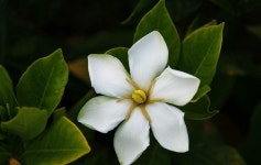 [알라딘서재]글샘의 문학 수업 - 114회(박규리, 치자꽃 설화) 글샘의 문학 수업 - 114회(박규리, 치자꽃 설화)