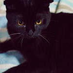 	[책과 고양이와 이대호] 책과 통하는 블로그, 알라딘 서재!