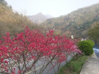 [꽃 피는 산골] : 알라딘