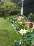 [꽃 피는 산골] : 알라딘