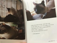 [알라딘서재]세상에서 가장 쿨한 고양이들 만나보실래요?[뉴욕의 고양이들] 세상에서 가장 쿨한 고양이들 만나보실래요?[뉴욕의 고양이들]