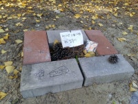 [알라딘서재]돼지의 눈물