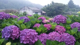 [꽃 피는 산골] : 알라딘
