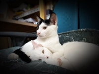 [낭만인생의 독서노트] : 알라딘