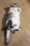 [알라딘서재]행복한 고양이, 행복한 집사! 행복한 고양이, 행복한 집사!
