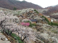 [꽃 피는 산골] : 알라딘