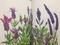 [알라딘서재][2018-186~192] 바라만봐도 행복해지는 식물들 이야기 [2018-186~192] 바라만봐도 행복해지는 식물들 이야기