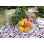             농원장호원 - 샵계부     샵계부