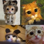 고양이 눈에 비친 주인, 고양이 눈엔 고양이만 보인다?…도도한 이유를 알겠어 - 조선일보 > 연예 고양이 눈에 비친 주인, 고양이 눈엔 고양이만... 