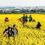[찰칵!] 제주는 완연한 봄… 산방산 아래 유채꽃밭 - 조선일보 > 오피니언 > 독자의견 [찰칵!] 제주는 완연한 봄… 산방산 아래 유채꽃밭