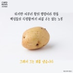 [카드뉴스] 감자 大王의 감자 보급 大작전 - 조선일보 > 스페셜 > 카드뉴스 [카드뉴스] 감자 大王의 감자 보급 大작전