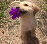주인에게 꽃송이를 선물한 강아지 잔잔한 감동 - 조선일보 > 연예 > 연예 일반 주인에게 꽃송이를 선물한 강아지 잔잔한 감동