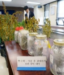 도심 학원 빌딩서 몰래 대마 기른 고교동창생들…인터넷 암시장서 비트코인 받고 거래하다 덜미 - 조선일보 > 사회 > 법조 도심 학원 빌딩서 몰래... 