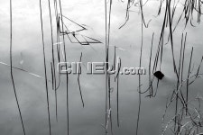 호모 루덴스, 미학자 진중권