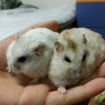   6-2  4모둠 광고 : 소개- Classting 화접초등학교 6 - 6-2  4모둠 광고 - 클래스팅