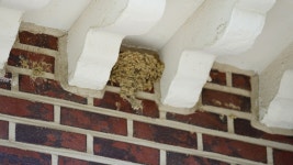   제비생태탐구동아리 : 소개- Classting 안청초등학교 6 - 제비생태탐구동아리 - 클래스팅