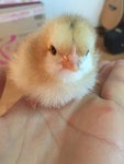 꼬꼬님도 이런 시절이 있었겠졈? > 구 자유게시판 | 쿨엔조이