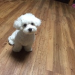 외방커뮤니티 > 애완동물 > 우리 똥강아지를 소개할께 ~(사진,동영상추가 pm7:45)