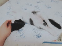 외방커뮤니티 > 애완동물 > 나왔단 마리야!