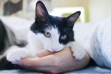 외방커뮤니티 > 애완동물 > 우리집 고양이도 보세요