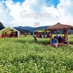 G9 | [강원] 평창 효석문화제+대관령 하늘목장 / 당일