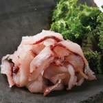 트렌드 라이프 쇼핑 G9 G9 - 통영산 봄숭어회300g(초장100g 증정)