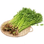 트렌드 라이프 쇼핑 G9 G9 - 무농약 청도 한재미나리  1kg(봉) / 산지직송