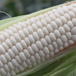 G9 | 강원도 홍천 미백2호 햇찰옥수수 30개/냉동아님