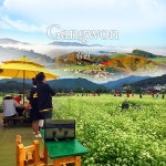 G9 | [강원] 평창 효석문화제 + 대관령 양떼목장/당일