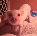 던전앤파이터 No.1 커뮤니티, 던전앤파이터 게임조선! - [잡담] 돼지들 ㅉㅉ [잡담] 돼지들 ㅉㅉ