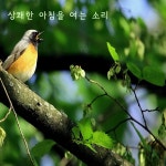 상쾌한 아침을 여는 소리 (자연의 소리, 기상, 출근, 산책, 운동, 휴식, 힐링, 우울함, 명상, 캠핑, 공부, 독서, 직장인, 유아, 태교) / 자연인 - genie