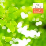 맑고 투명한 자연의 소리 (힐링 클래식 피아노) / Various Artists - genie