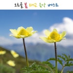 종달새의 노래 / 오르골 - genie