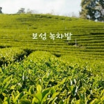 보성 녹차밭 / 오화평 - genie