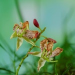 타마린드 (Tamarindus) / 제이리움 - genie