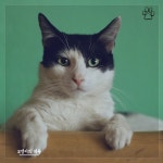 고양이 자장가 음악 3 / 고양이의 하루 - genie