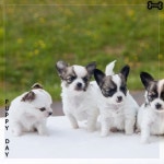 강아지 자장가 음악 2 / 강아지의 하루 - genie