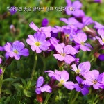 베토벤 : 7개의 바가텔 6번 라장조 작품번호 33 / 유진의 음악노트 - genie