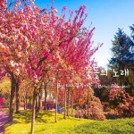 꽃들의 노래 / 디디 뮤직가든 (DD Music Garden) - genie