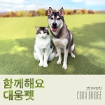 함께해요 대웅펫 / 코다 브릿지 (CODA BRIDGE) - genie