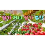 딸기 처녀 딸기 총각 / 오길순 - genie