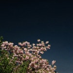 그리움은 늘 한발 늦게 도착한다 / 말벗 - genie