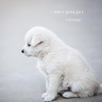 슈만 트로이메라이 (물소리) / 어쿠스틱레인 (Acoustic Rain) - genie