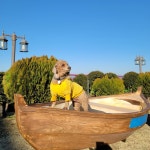 강화 뷰나인아임파인 애견펜션, 강화, 인천 - 여기어때 특가