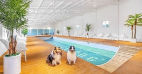 양평 밸런스독펜션, 양평·용문, 경기 - 여기어때 특가