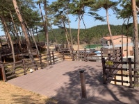 태안 태안 만리포솔향기캠핑장, 충청 - 여기어때 특가