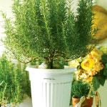 1300K  농장에서 바로 가는 중형 로즈마리 - GS SHOP [GS SHOP] 1300K  농장에서 바로 가는 중형 로즈마리