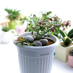 1300K  농장에서 바로가는 중형화분 블루베리 - GS SHOP [GS SHOP] 1300K  농장에서 바로가는 중형화분 블루베리